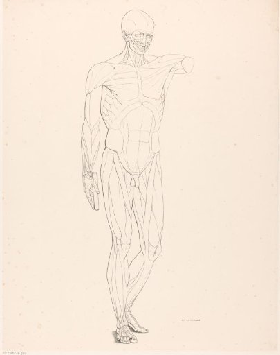 Drawing study of an écorché