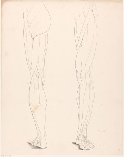 Two legs with muscle bundles