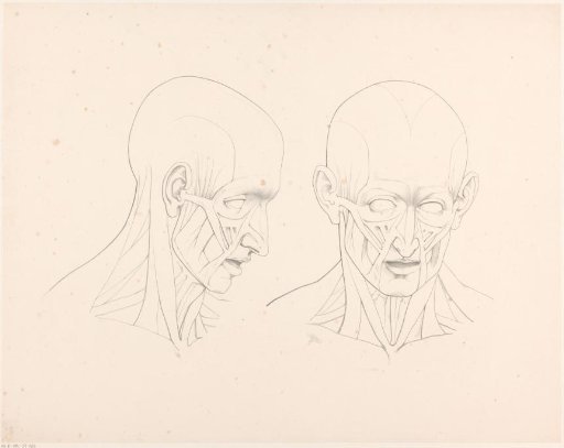 Drawing study with two heads
