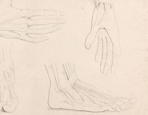 Drawing study with hands and feet