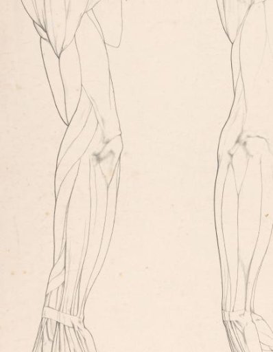Two arms with muscle bundles