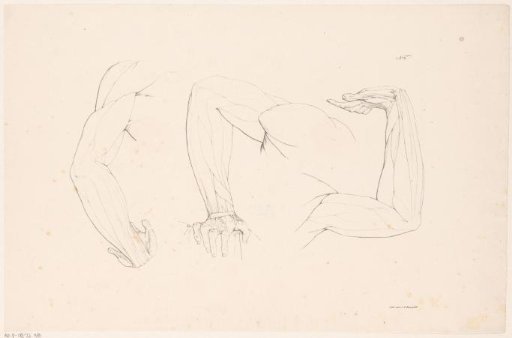 Three arms with muscle bundles