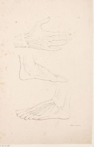Hand and two feet