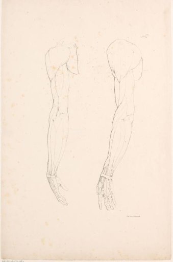 Two arms with muscle bundles