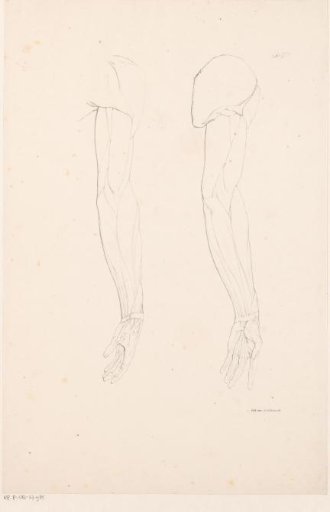 Two arms with muscle bundles