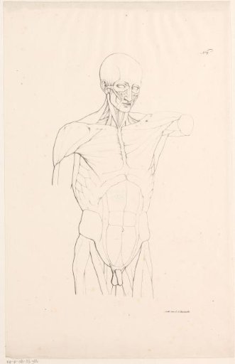 Upper body with muscles