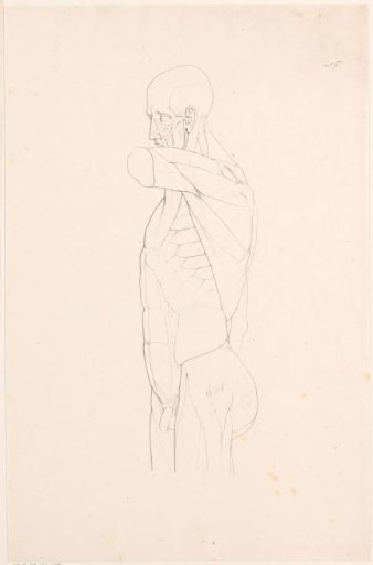 Upper Body with Muscle Bundles