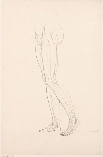 Two Legs with Muscle Bundles