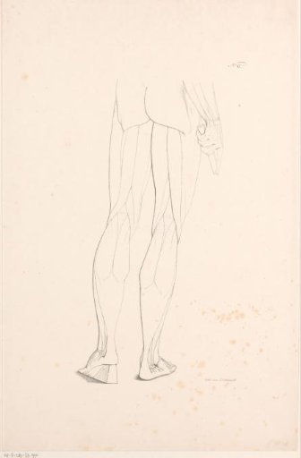 Legs with Muscle Bundles