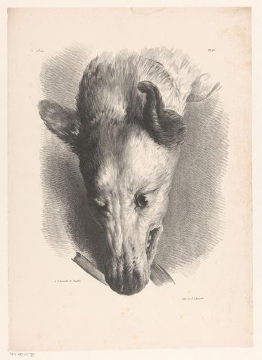 Dog's head directed downwards