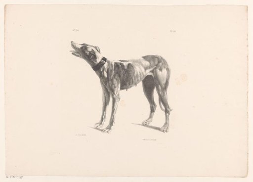 Hunting dog