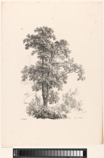 Upper part of a tree