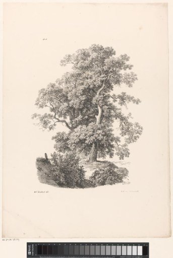 Trees and shrubs