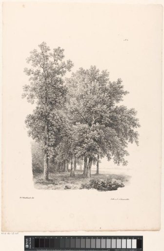 Group of trees