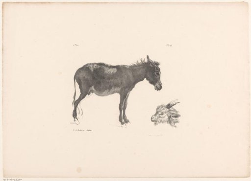 Donkey and ram's head