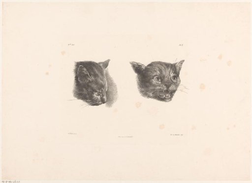 Two cat heads