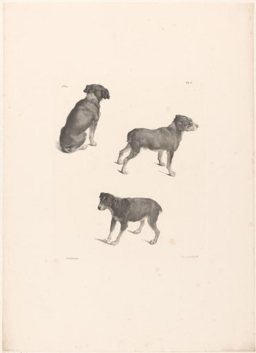 Three dogs