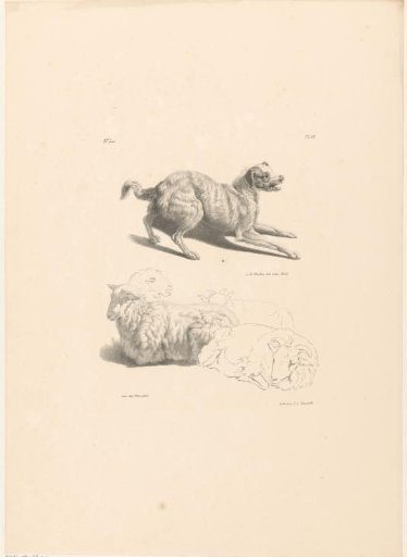 Dog and sheep