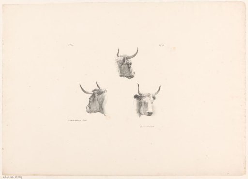 Three ox heads