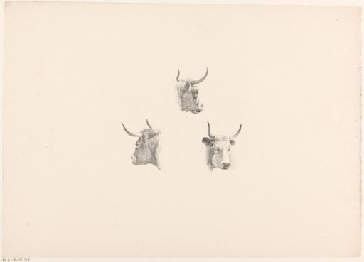 Three ox heads