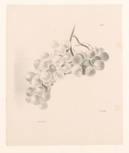 Bunch of Grapes