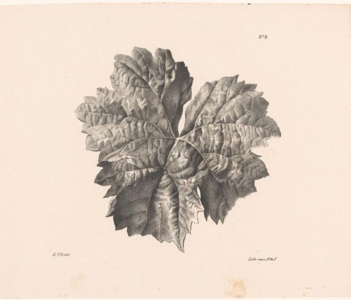 Maple Leaf