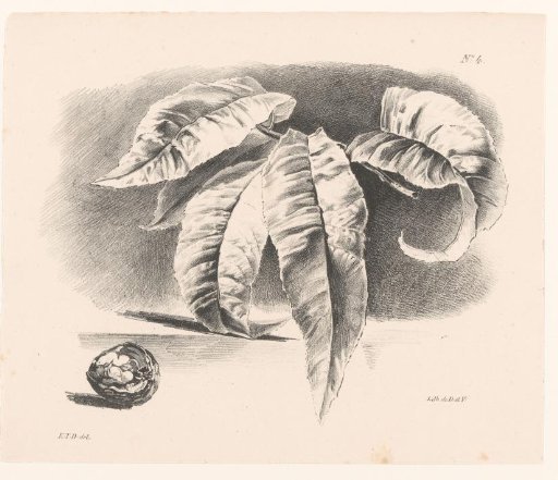 Leaves and walnut