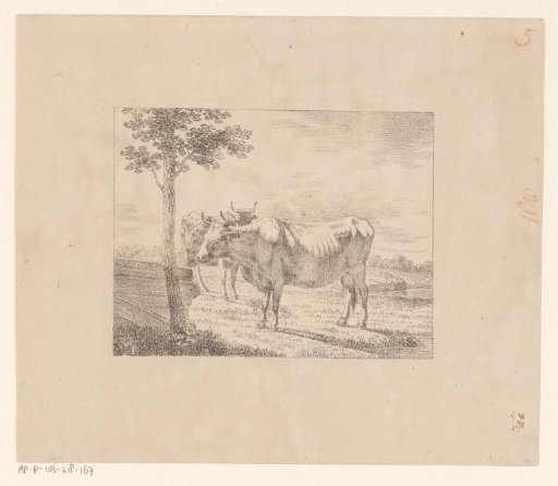 Two Cows in a Meadow