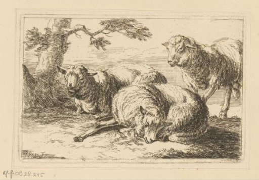 Three sheep
