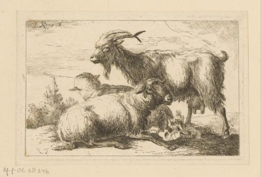 Goat and two sheep