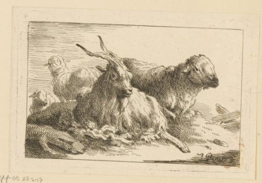 Goat and three sheep