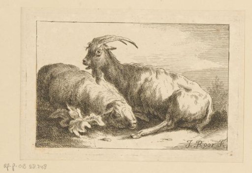 Goat and one sheep