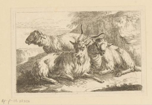 Goat and two sheep