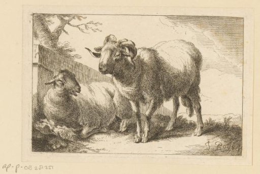 Sheep and a ram