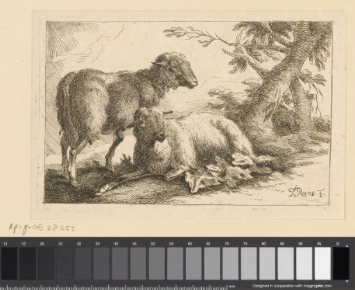 Two sheep