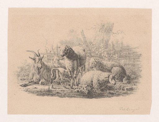 Billy goat, five sheep and a lamb