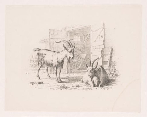 Two billy goats in front of a barn