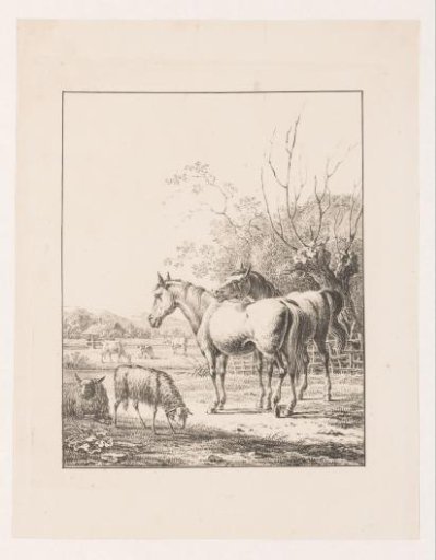 Two horses, two sheep and cows