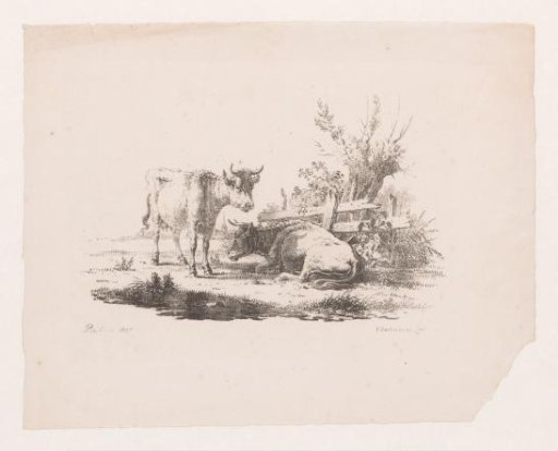 Two cows by a fence and a pollard willow