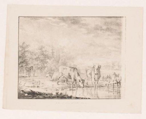 Cows by the water