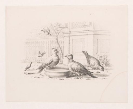 Birds at a drinking trough