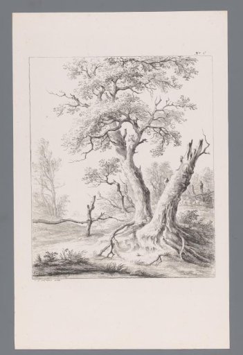 Healthy and dead tree in a landscape