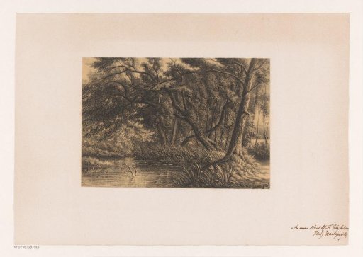 Forest landscape with a fen