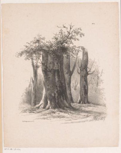 Trees in a forest