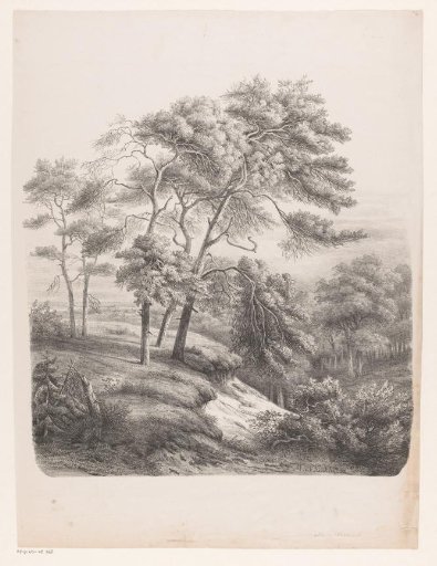 Group of trees in a hilly landscape