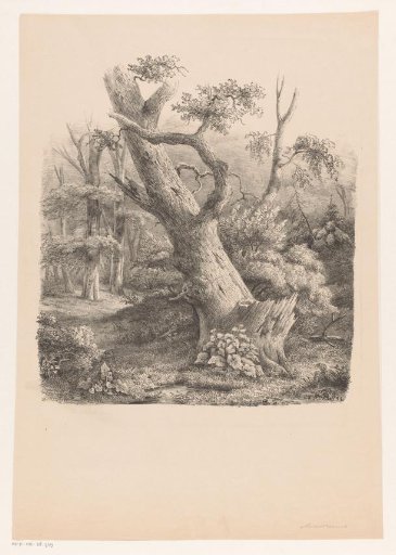 Leaning tree in the forest