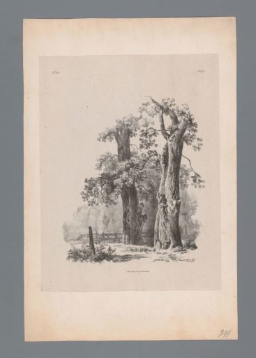 Two trees and a fence
