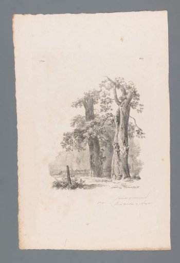Two trees and a fence