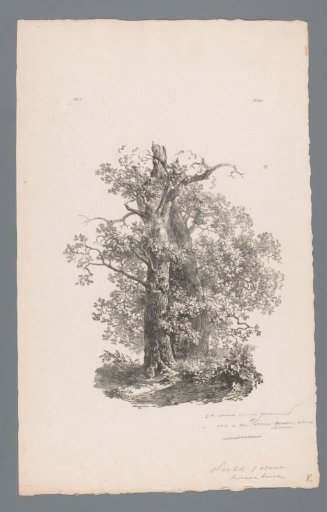 Group of trees