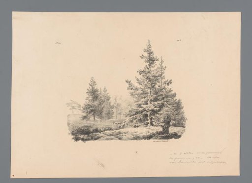 Landscape with pine trees